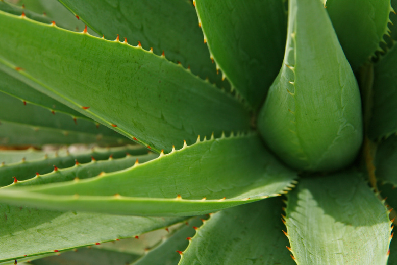 Close-up of a Aloe Vera