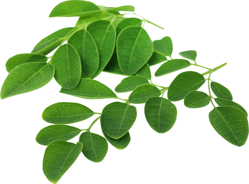 Moringa Leaves Cutout 